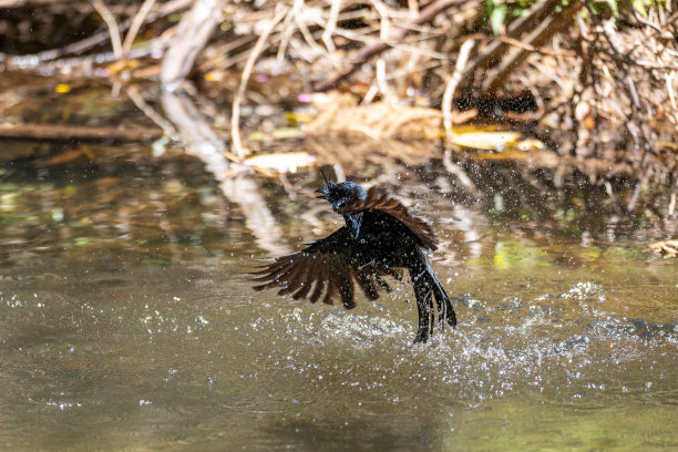 drongo
