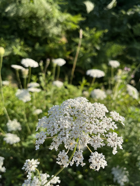 墨绿欧式花纹