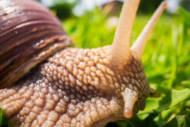 gastropod