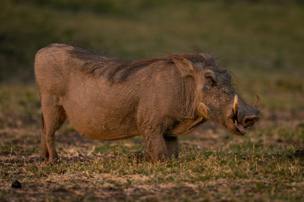 phacochoerus