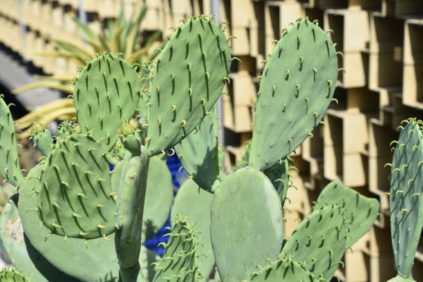 saguaro