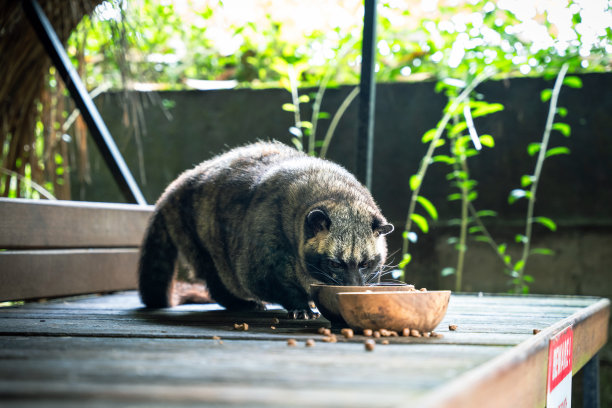 civet