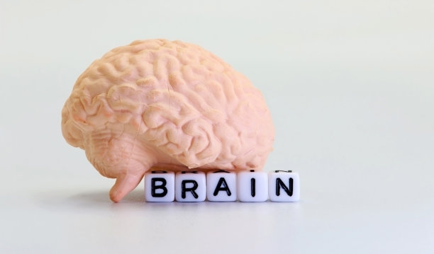 cerebrum
