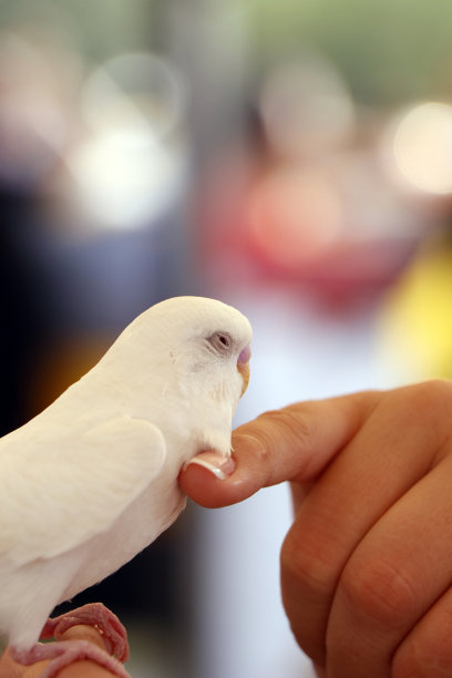 preen