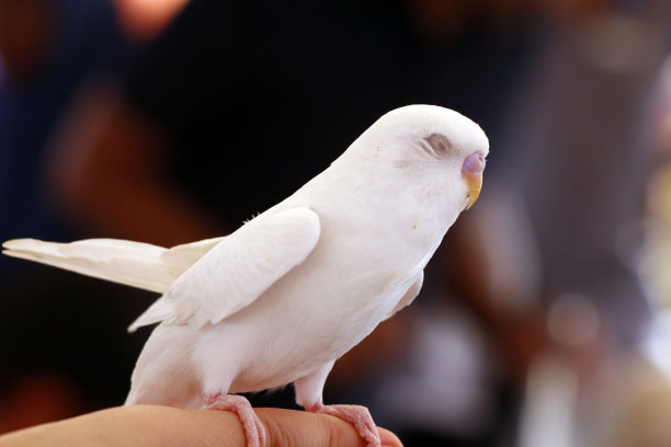 preen