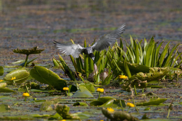 fen