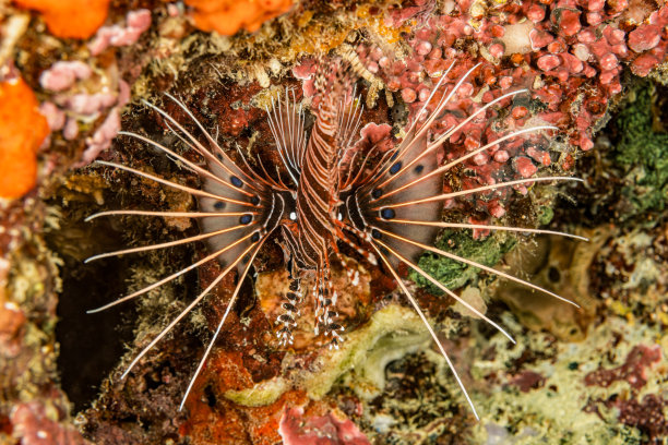 lionfish