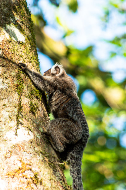 marmoset