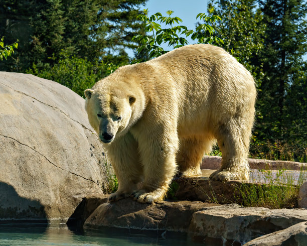 可爱北极熊头像背景