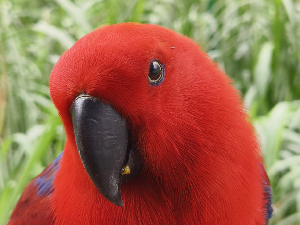 eclectus