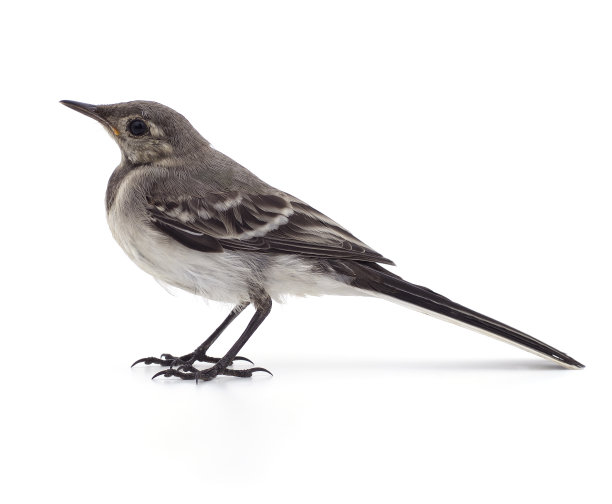 wagtail