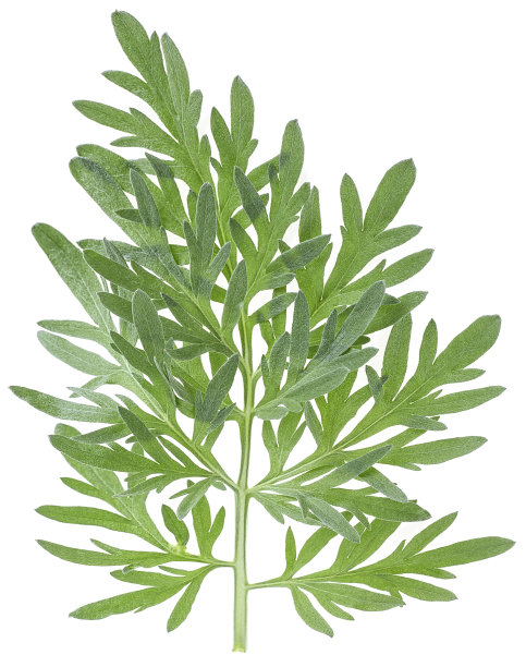 wormwood