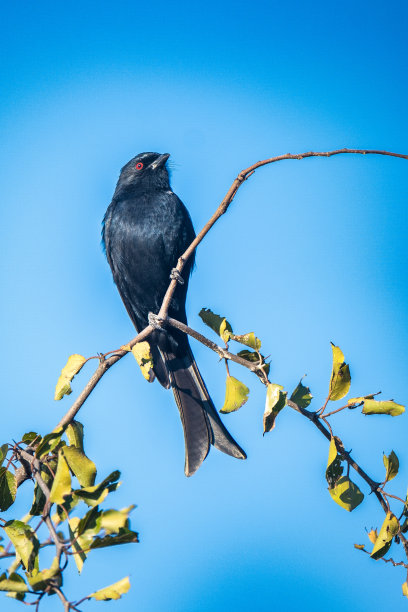 drongo