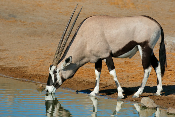 gemsbok