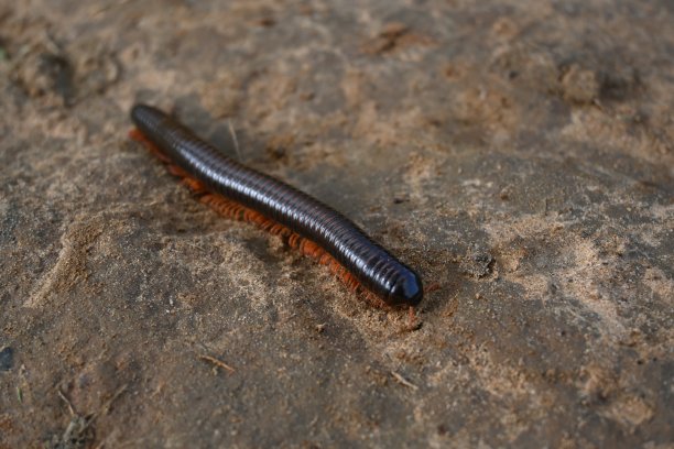 millipede