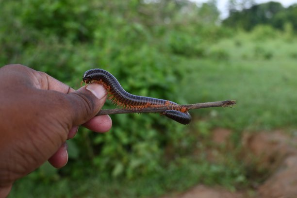 millipede