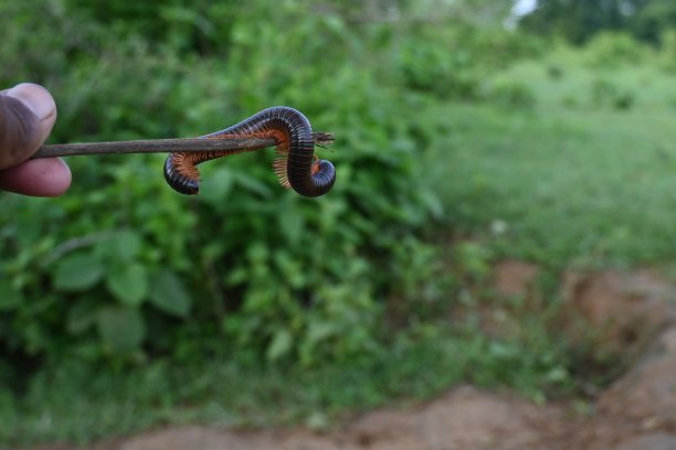 millipede