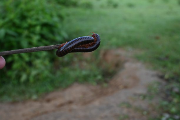 millipede