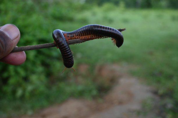 millipede