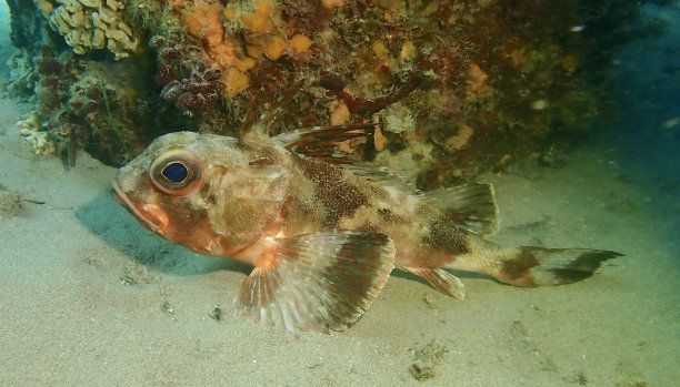 鲈鱼深海花鲈