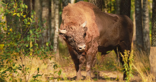 bison