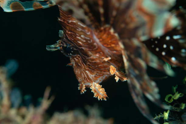 lionfish