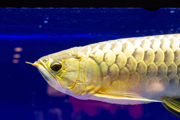 arowana