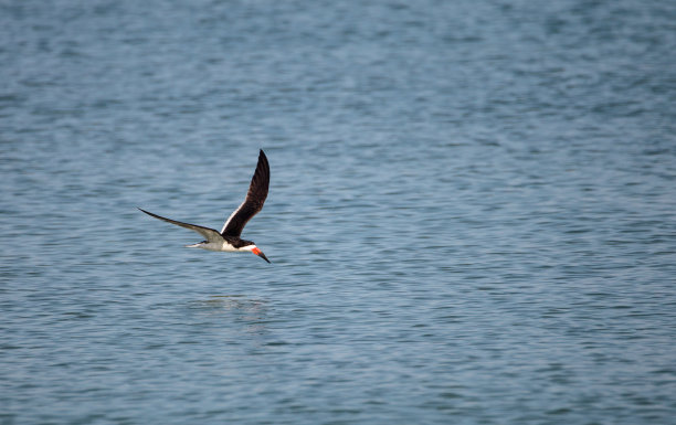 skimmer