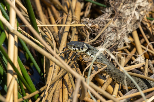 natrix