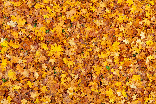 多彩秋季枫叶无缝图案