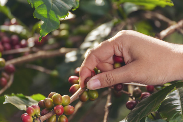 采摘咖啡豆