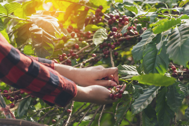 采摘咖啡豆