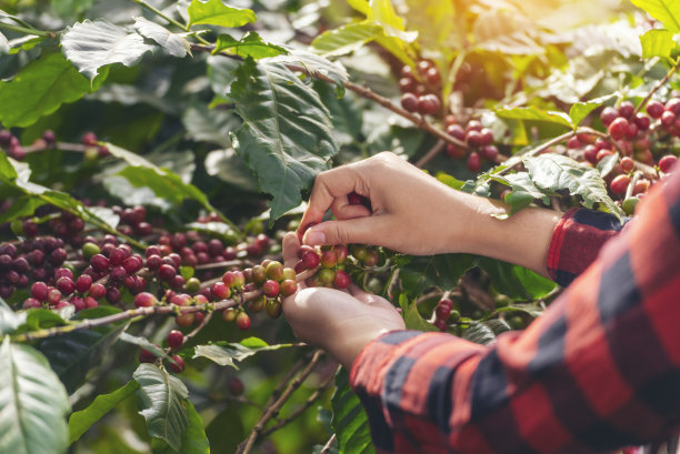 采摘咖啡豆