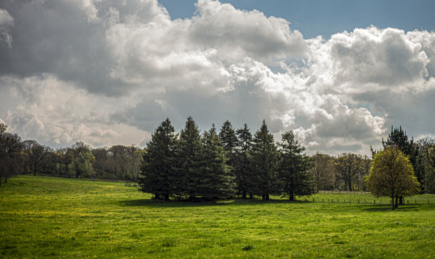 户外蓝天白云草地树林图片