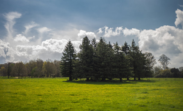 户外蓝天白云草地树林图片