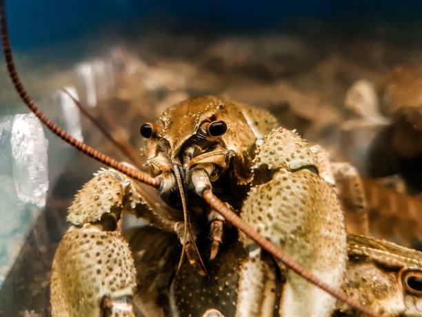 crustacean