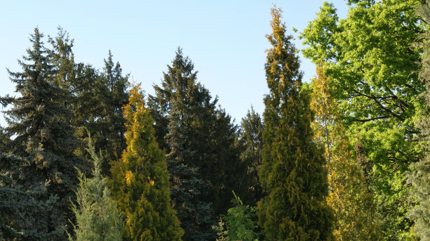 arboretum