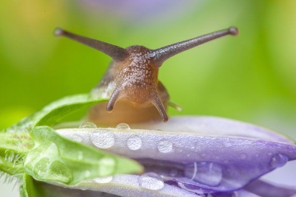 gastropod
