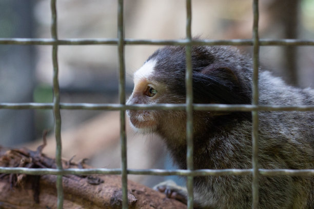 marmoset