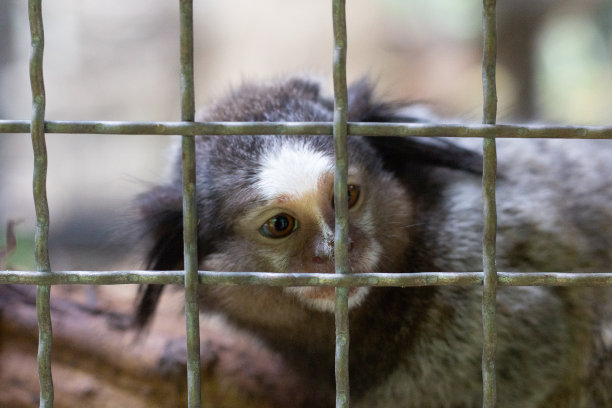 marmoset