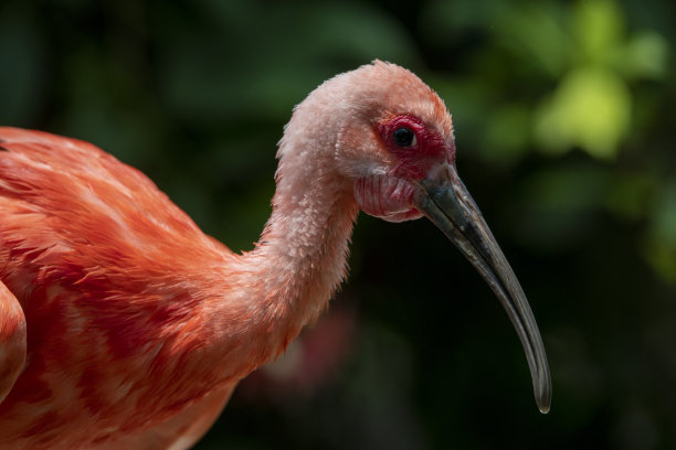 ibis