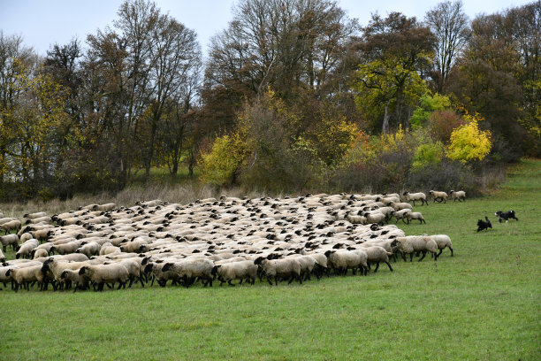 rhön