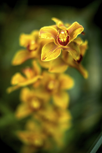 cymbidium