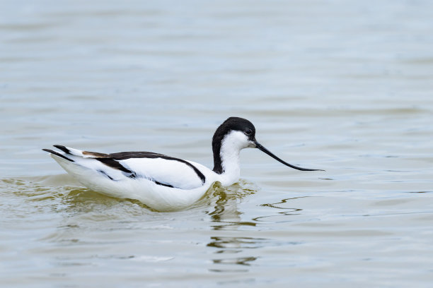 charadriiformes