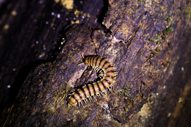 millipede