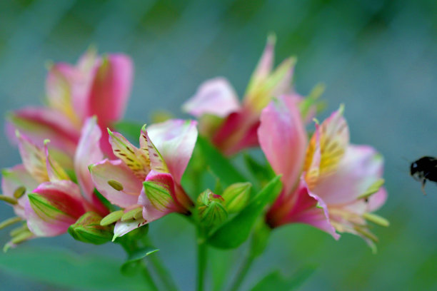 橙红色花朵条纹背景图案