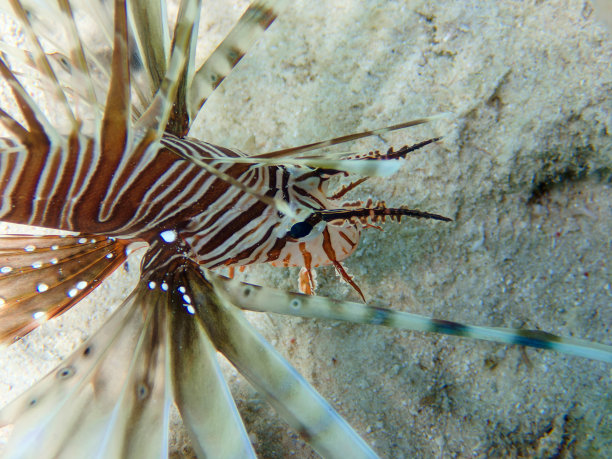lionfish