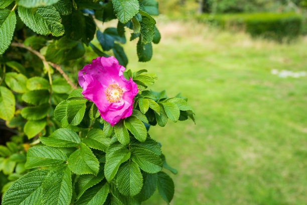 rugosa
