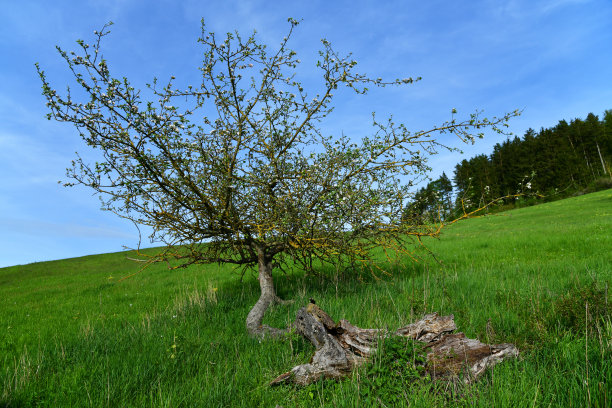 rhön