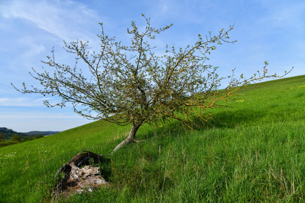 rhön
